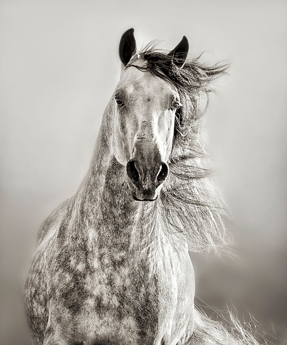 Caballo De Andaluz